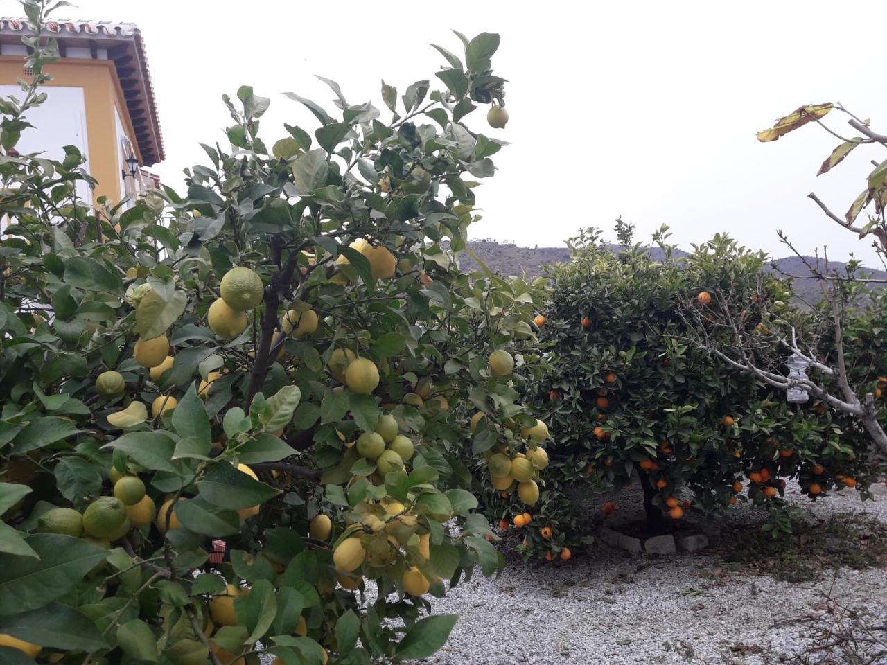 Alojamiento Colina Del Sol Torrox Zewnętrze zdjęcie